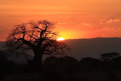 Silhouette bare tree against orange sky