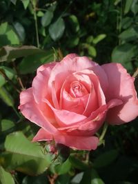 Close-up of pink rose blooming in garden