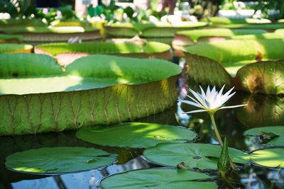 Close-up of lotus water lily in pond