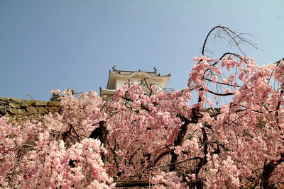 Low angle view of pink flowering plants against sky