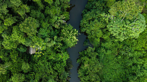 High angle view of fresh green plants and trees in forest