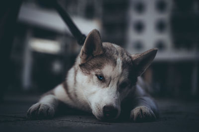 Cute dog close up 