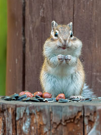 Close-up of squirrel