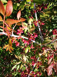 Close-up of berries growing on tree