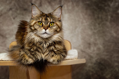 Portrait of cat sitting on table