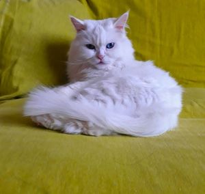 Portrait of white cat
