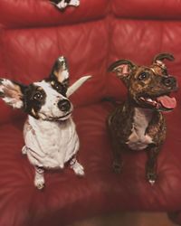 High angle view of dogs sitting on sofa at home