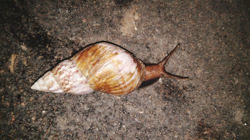 Close-up of snail