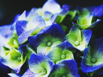 Close-up of purple flowering plant against black background