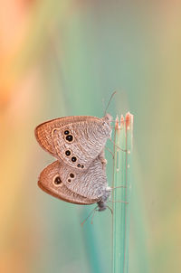 Close-up of butterfly on plant