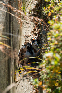 View of an animal on tree trunk