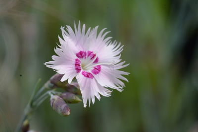 Close-up of pink flowers