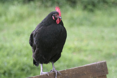 Close-up of a bird