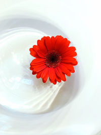 Close-up of red daisy flower