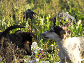 Dog relaxing on grassy field