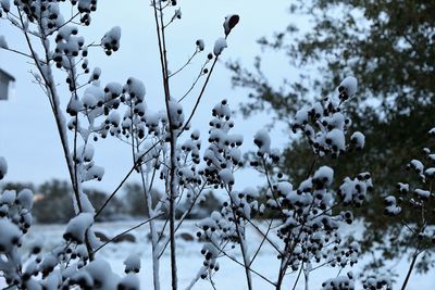 Close-up of frozen tree during winter