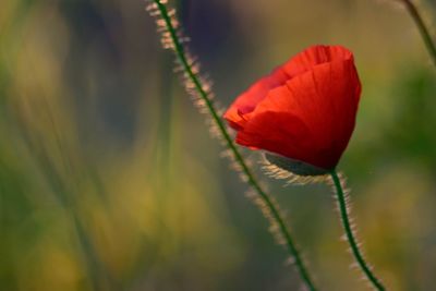 Close-up of red flower blooming outdoors