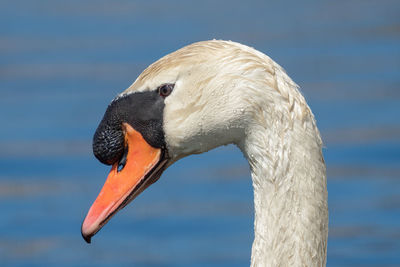 Close up of adult mute swan profile head shot on a sunny day at the lake