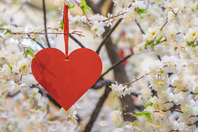 Close-up of red cherry blossom