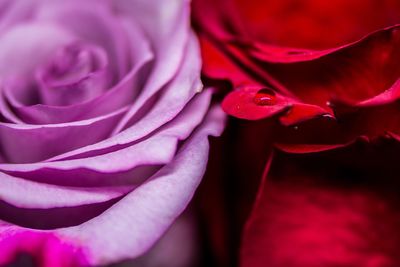 Close-up of fresh red rose blooming outdoors