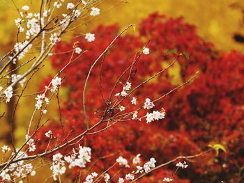 Close-up of cherry blossoms in spring