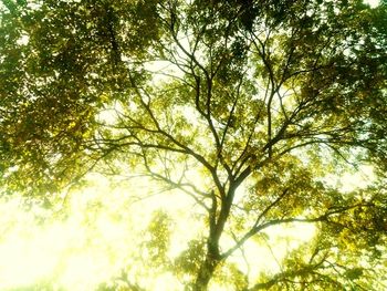 Low angle view of trees