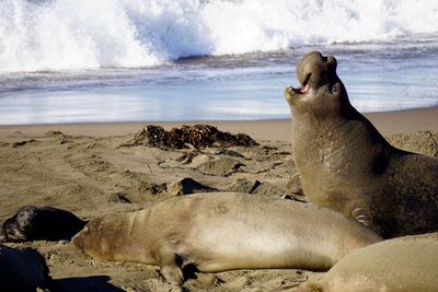 Sea lion on beach against sky