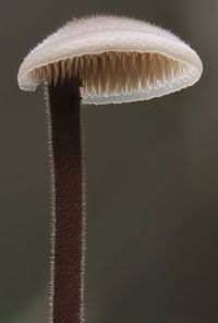 Close-up of mushroom growing on plant