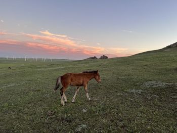 Horse standing on field against sky during sunset