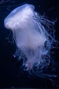 Close-up of jellyfish swimming in sea