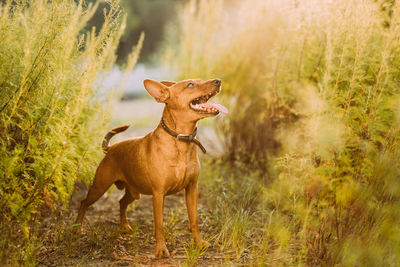 Dog running on field