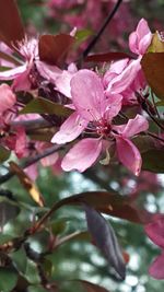 Close-up of pink flowers in park