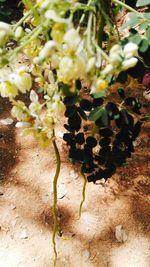 Close-up of plants