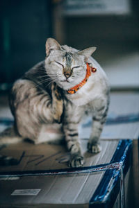 Cat looking away