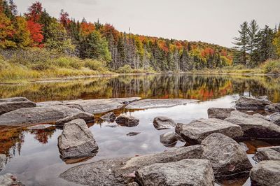 Reflection of trees in water