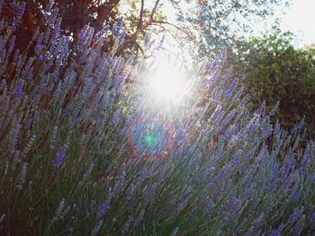 Sun shining through trees