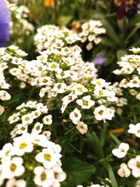 Close-up of flowers blooming outdoors