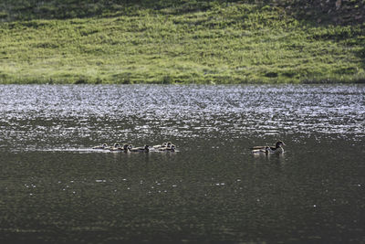 View of birds swimming in lake