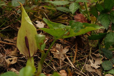 Close-up of white flowering plants on land