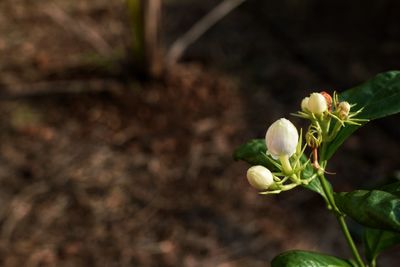 Close-up of white flowering plant