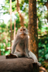 Balinese long tailed monkey sitting on a rock