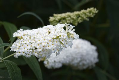 Close-up of white flowers blooming outdoors