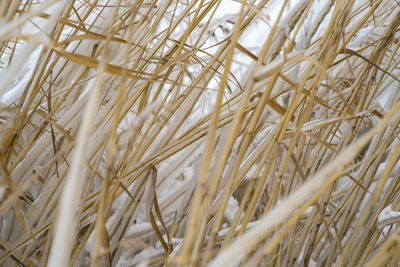 Full frame shot of wheat field