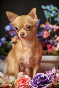 Close-up of a dog