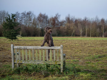 View of a dog standing on a bench in a park