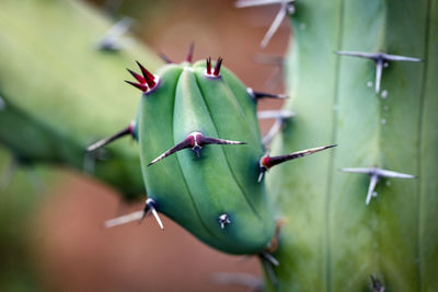 Close-up of succulent plant