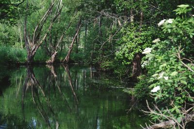 Reflection of trees in pond