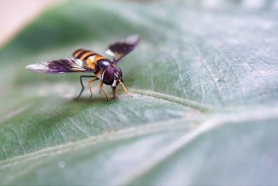 Close-up of hover fly on green leaf