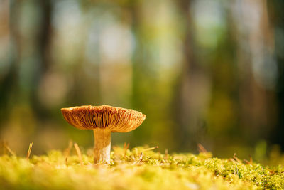 Close-up of mushroom growing on field