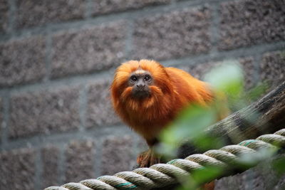 Portrait of monkey in zoo